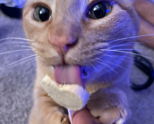 New Cat Mom Essentials cover photo collage