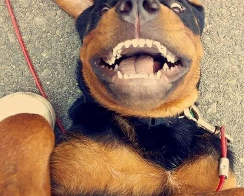 My dogs favorites cover photo collage
