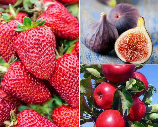 Sweet & Simple Homegrown Fruits: Best Fruit Plants for Pots, Patios & Small Yards cover photo collage