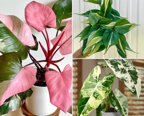 Rare plant vibes without the rare plant price – affordable plants that look expensive cover photo collage