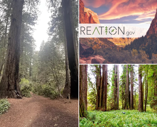 Redwood Wonder: Epic Groves, Coastal Towns & Hidden Gems cover photo collage