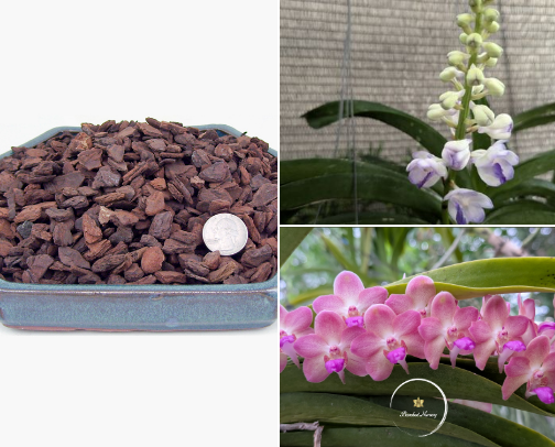 Becoming in the Greenhouse cover photo collage