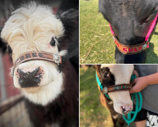 Livestock products cover photo collage