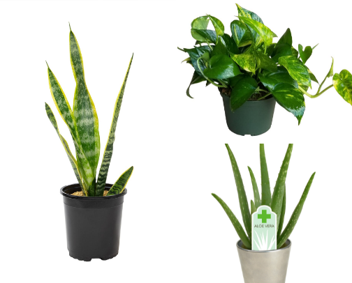 Plants at Home cover photo collage