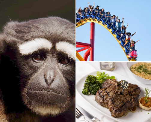 Local attractions I love - something for everyone cover photo collage