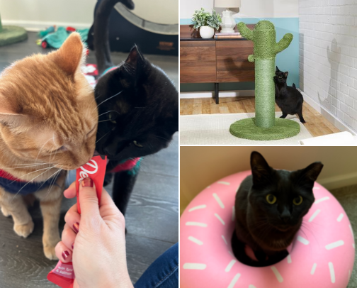 Barnes & Noble’s top Chewy picks cover photo collage