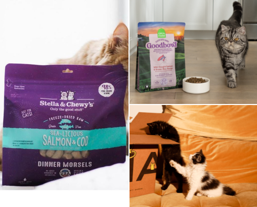 How to Be a Better Servant to Your Cat ?😺 cover photo collage