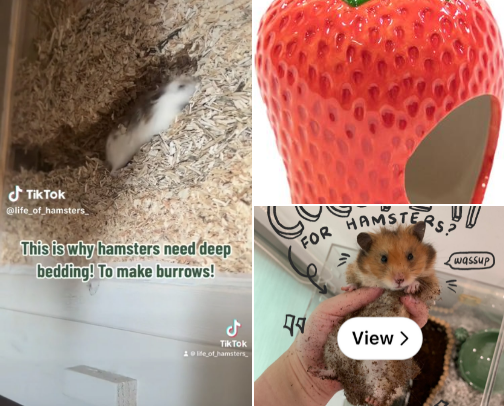 Essentials for Pet Hamster cover photo collage