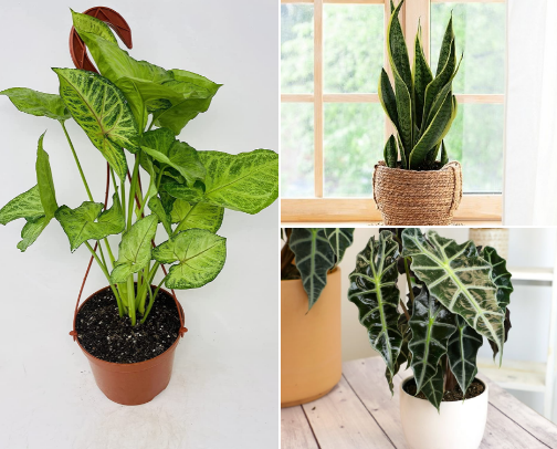 My plants 🌱 cover photo collage