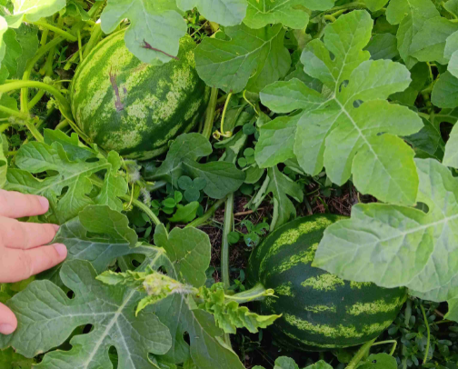 Gardening Queen cover photo collage