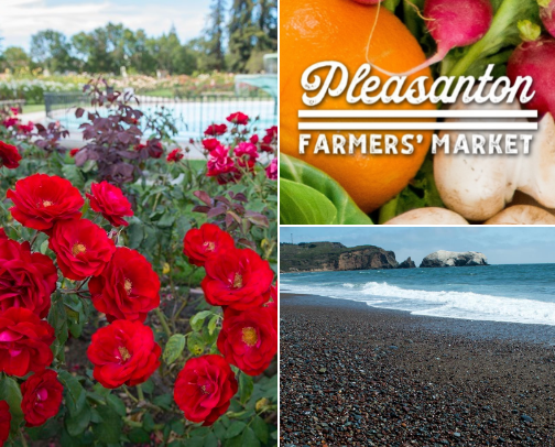 BAY AREA activities cover photo collage