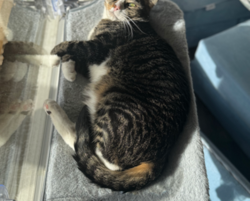 Affordable Products for your furry friends! cover photo collage