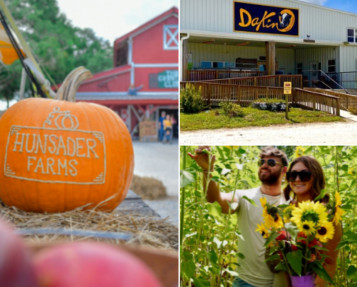 🍂 Fall in Tampa Bay: Pumpkin Patches, Farms & Things to Do 🎃 cover photo collage