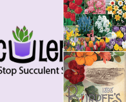 Plants & Succulents cover photo collage