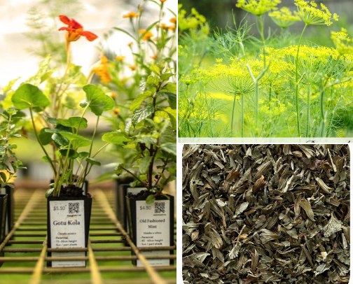 Herbal Benefits & Botanical Solutions cover photo collage