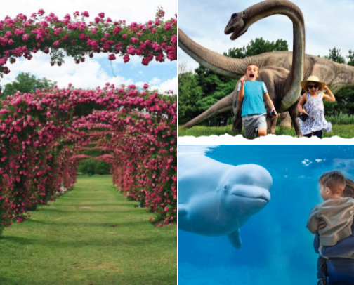 Places to take the littles🛝🎢🎠 cover photo collage