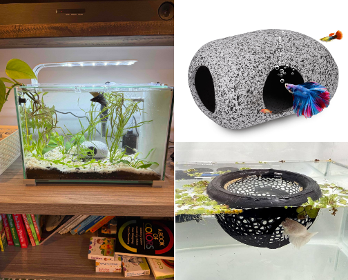 So you got your kids a betta fish - betta essentials 🐠 cover photo collage
