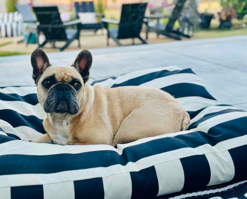 For the love of Frenchies, Dog Must Haves cover photo collage