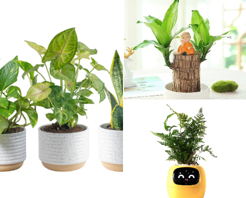 Herbal list cover photo collage