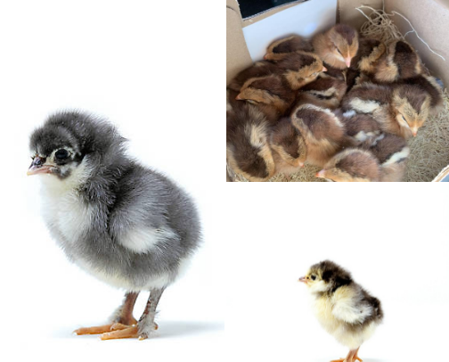 Starting your flock of chickens cover photo collage