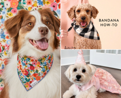 My Dog’s Closet: Cute & Comfy Outfits for Every Season. cover photo collage