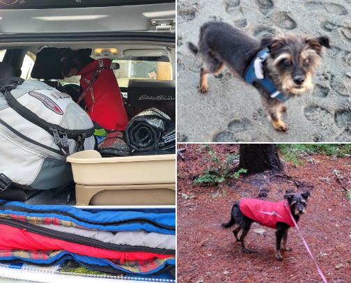 Supplies for pets and dog parks cover photo collage