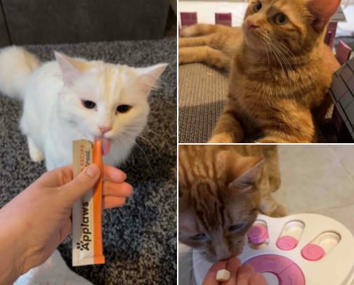 Cats favourite treats! cover photo collage