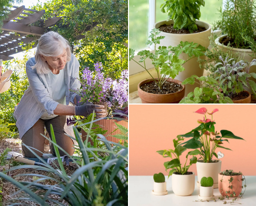 Bloomly Botanicals 🌸🌷🌻🌺🌹 cover photo collage
