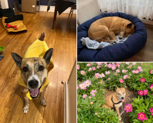 Pepperjack’s Dog Recommendations 🐕 cover photo collage