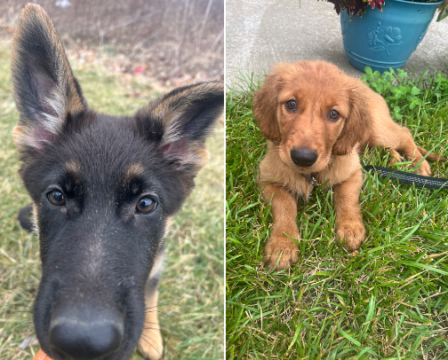 Viral Puppy Essential cover photo collage