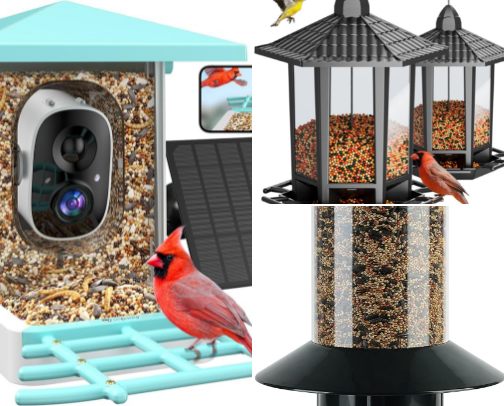 Backyard birds cover photo collage