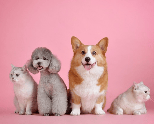 Animal Lovers cover photo collage