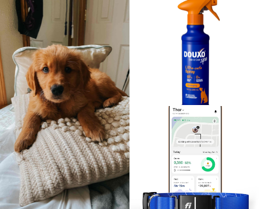 Pet Favorites! cover photo collage