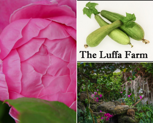 🌷 Beautiful Gardens Worth Visiting cover photo collage