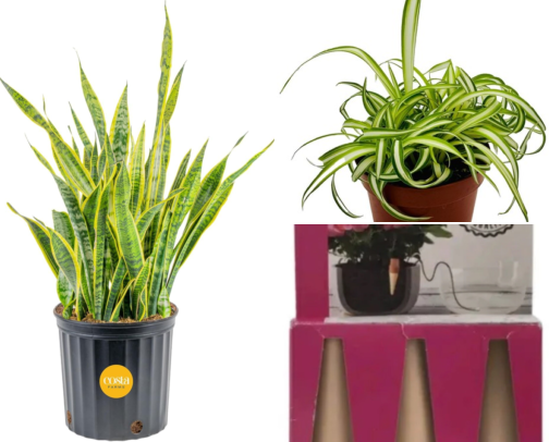I Killed Every Plant Until These Made Me Look Like I Know What I'm Doing cover photo collage