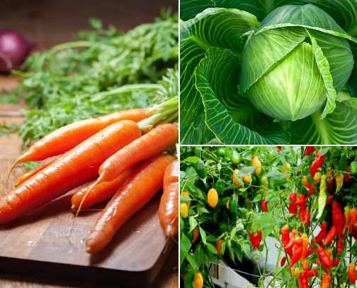 Hydroponic Plant 🥬🍅 cover photo collage