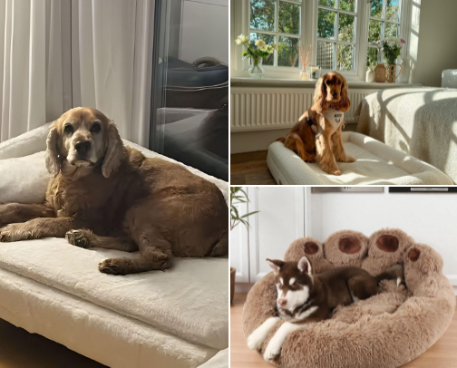 Soft and Stylish Dog Beds for Happy Pups cover photo collage