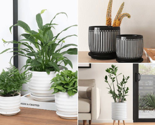 Plant Design cover photo collage