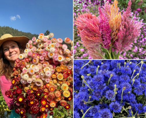 Must Have Flowers in Your Garden cover photo collage