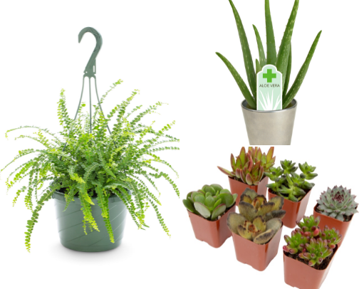 Plants for house cover photo collage