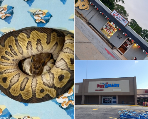 Best reptile stores! cover photo collage