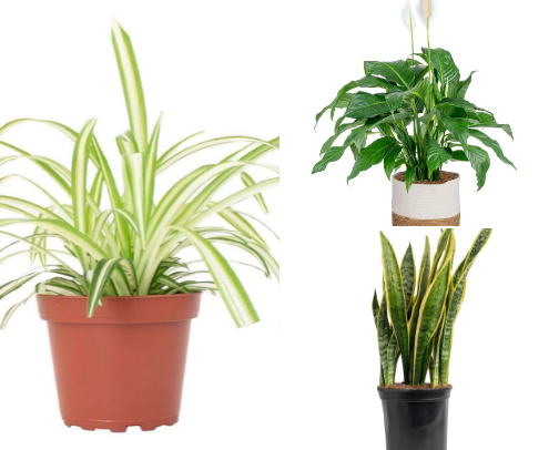 The Best Indoor Plants for Cleaner Air & Healthier Living cover photo collage