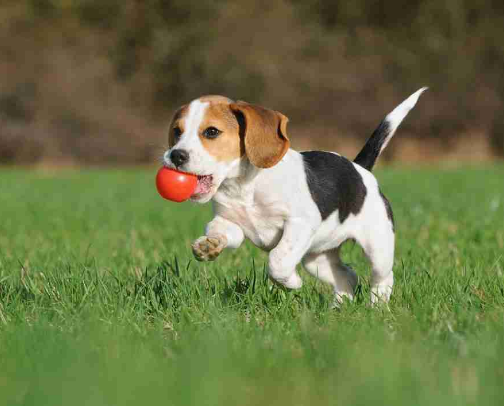 Activities That Keep Your Pet Happy cover photo collage
