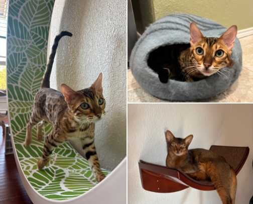 Classy Cat Mom Essentials That Actually Look Good at Home✨ cover photo collage