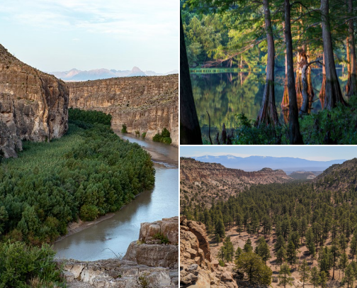 Dogs & Hikes cover photo collage