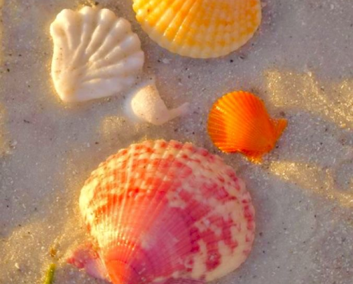 Beachy Smells cover photo collage