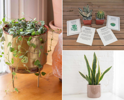 Ultimate guide for plant parents cover photo collage