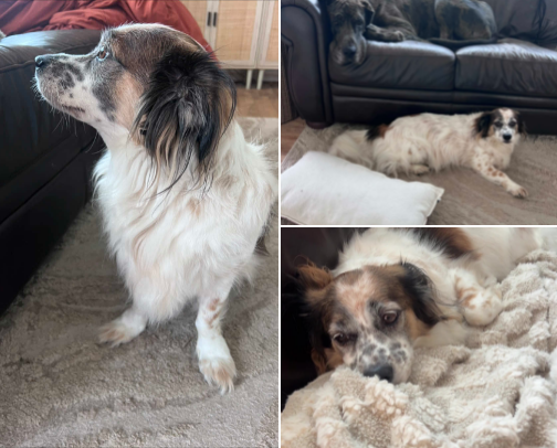 Pet Cleaning Solutions cover photo collage