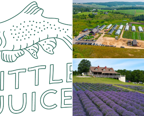 🌞 🌲 Northern Michigan Things to Do 🌊 🌼 cover photo collage