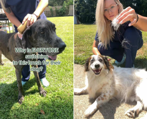 Dog Grooming cover photo collage